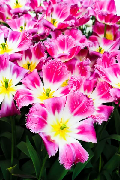 Beautiful spring flowers. Tulips — Stock Photo, Image