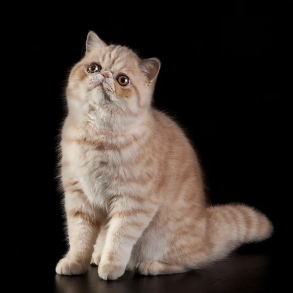 Exotische korthaar kat. exotische binnenlandse kat op zwarte achtergrond. — Stockfoto