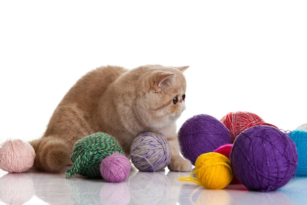 Gato exótico de taquigrafía. Gato con bolas de hilos . —  Fotos de Stock