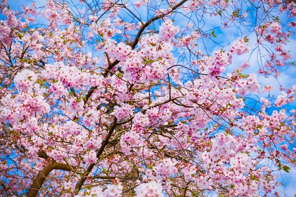Sakura çiçekleri açıyor. Güzel pembe kiraz çiçeği