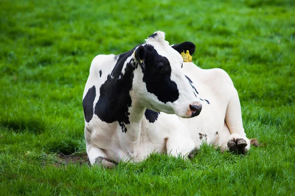 Mucca sul prato — Foto Stock