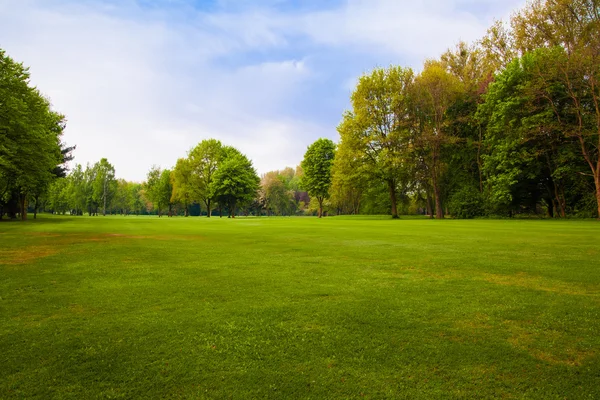 Champ vert et arbres. — Photo