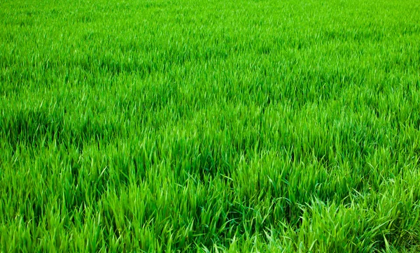 Latar belakang rumput — Stok Foto