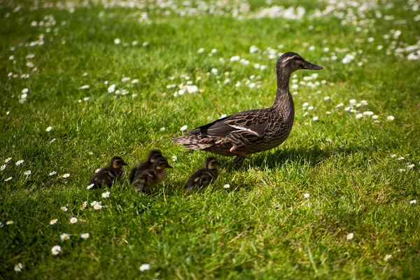 Família de patos — Fotografia de Stock