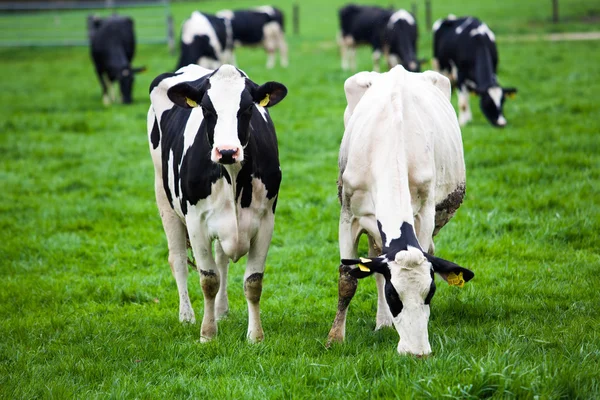 Vache sur prairie Images De Stock Libres De Droits