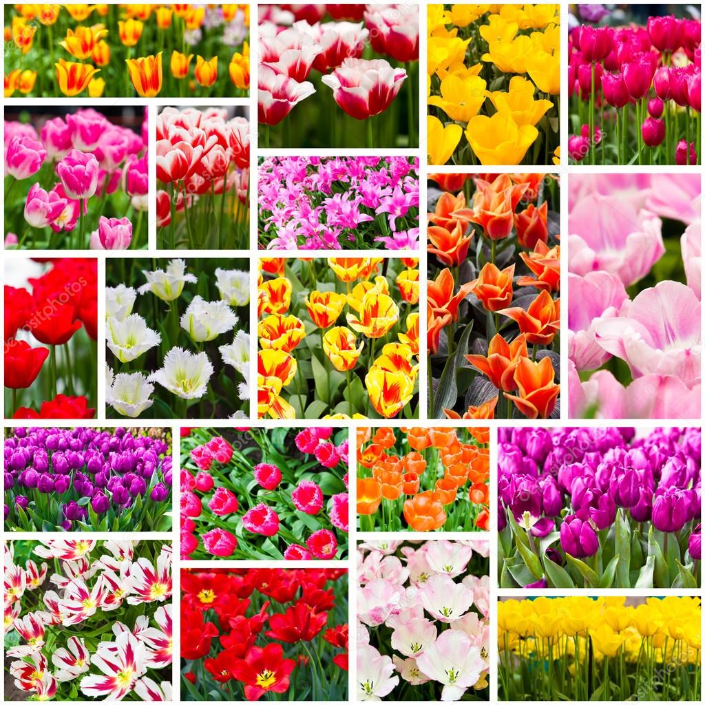 Tulips collage. Spring flowers — Stock Photo © ewastudio #27105739