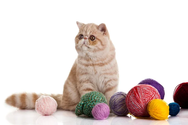 Gato exótico de taquigrafía. Gato con bolas de hilos . — Foto de Stock