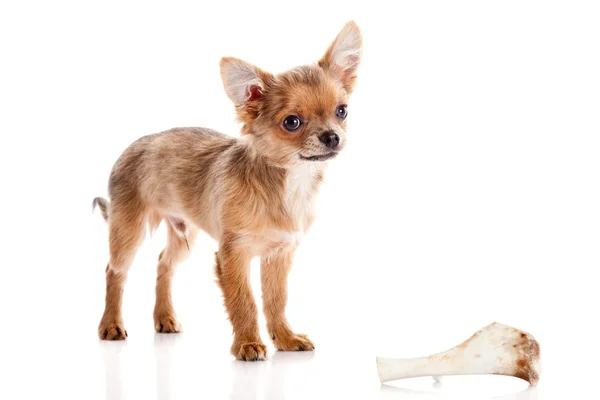 Chihuahua , 5 months old. chihuahua dog isolated on white backgr — Stock Photo, Image