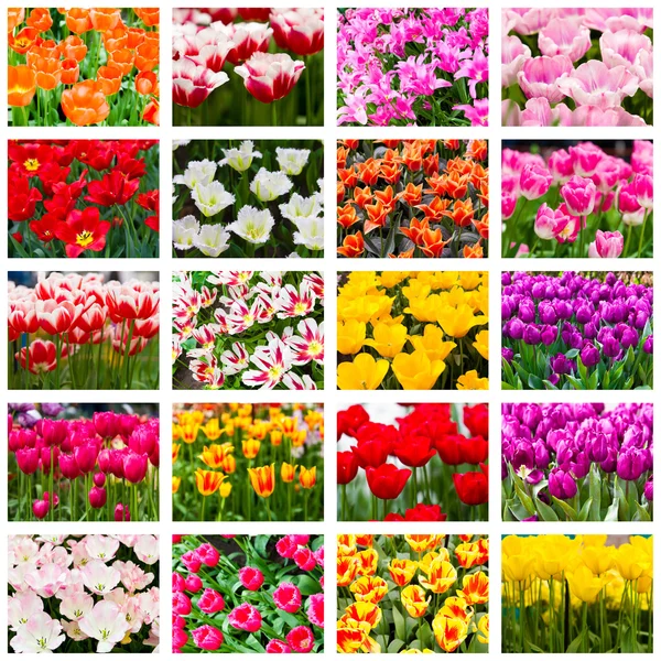 Тюльпани колаж. Весняні квіти — стокове фото