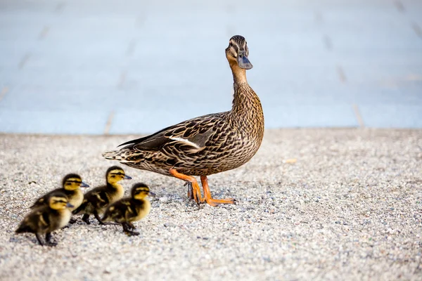Família de patos — Fotografia de Stock