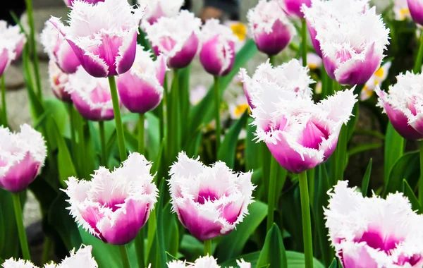 Hermosas flores de primavera. Tulipanes —  Fotos de Stock