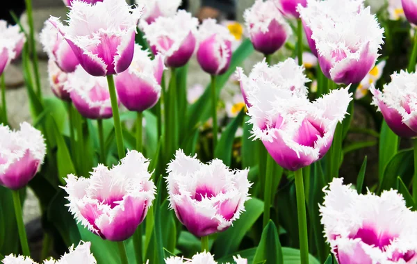 美しい春の花。チューリップ — ストック写真