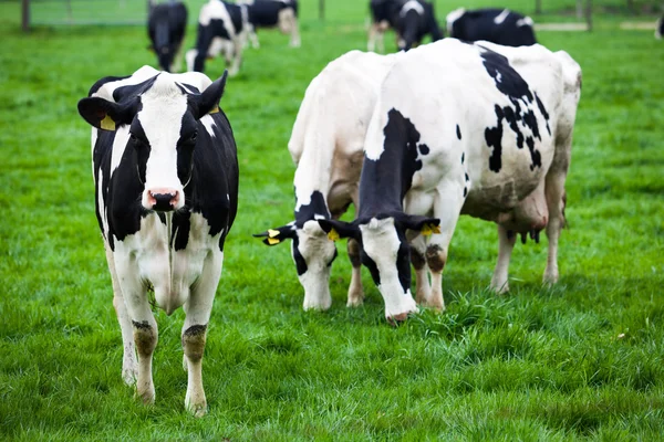 Vache sur prairie Images De Stock Libres De Droits