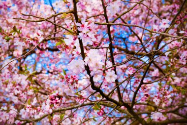 Sakura çiçekleri açıyor. Güzel pembe kiraz çiçeği