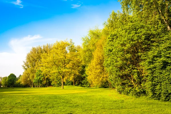 Green field and trees. Summer landscape with green gras — Stock Photo, Image