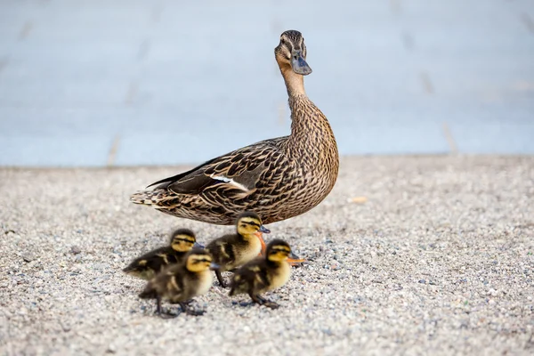 Família de patos — Fotografia de Stock
