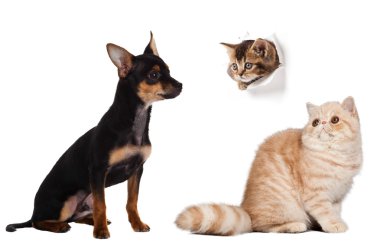 köpek ve kedi portre.