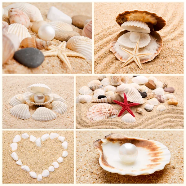 Samling av snäckskal. pärla på seashell. exotiska havet — Stockfoto