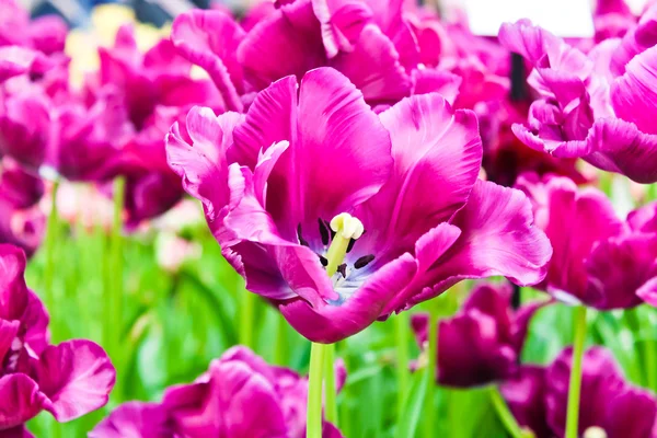 Vakre vårblomster. Tulipaner – stockfoto