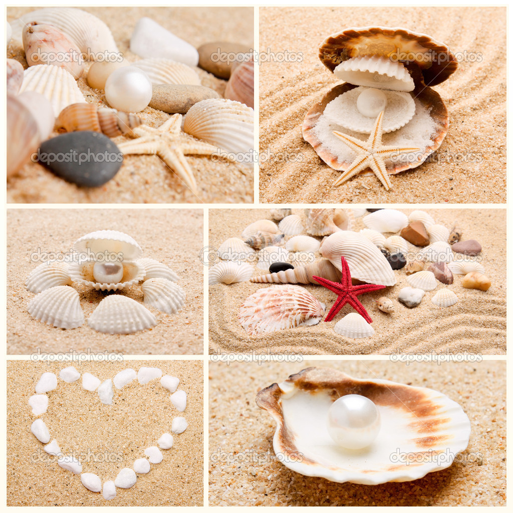 collection of seashells. pearl on the seashell . The exotic sea