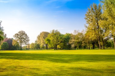 green field and trees. Summer landscape with green gras