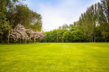 green field and trees. Summer landscape with green gras