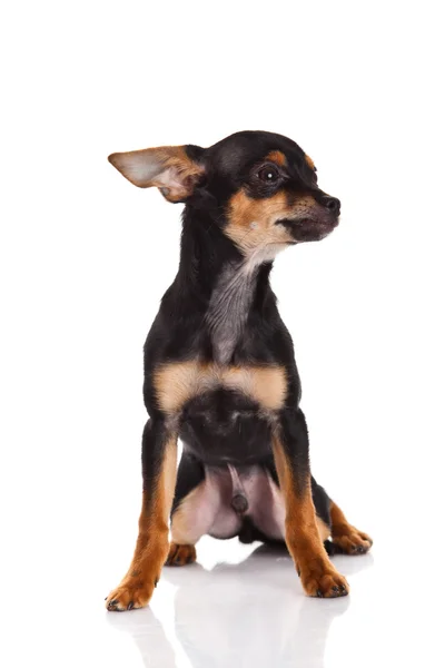 Chihuahua pes na bílém pozadí. — Stock fotografie