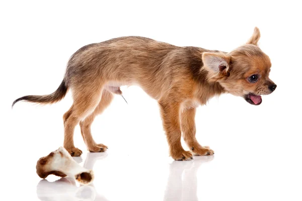 Чихуахуа, 5 месяцев. Чихуахуа собака изолированы на белом backgr — стоковое фото