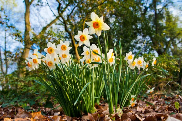 Fiori di narciso . — Foto Stock