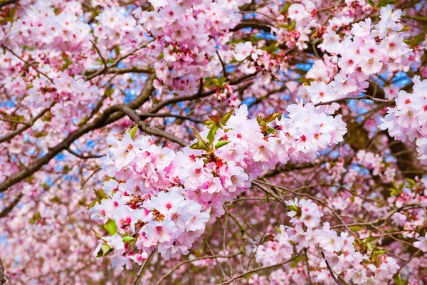 Sakura virágok nyílnak. Gyönyörű rózsaszín cseresznyevirág. — Stock Fotó
