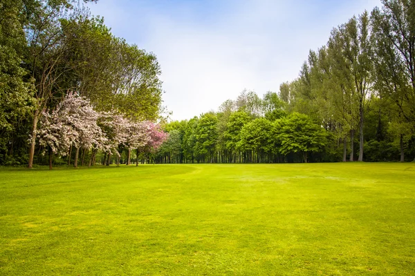 Campo verde e árvores. Paisagem de verão com gras verde — Fotografia de Stock