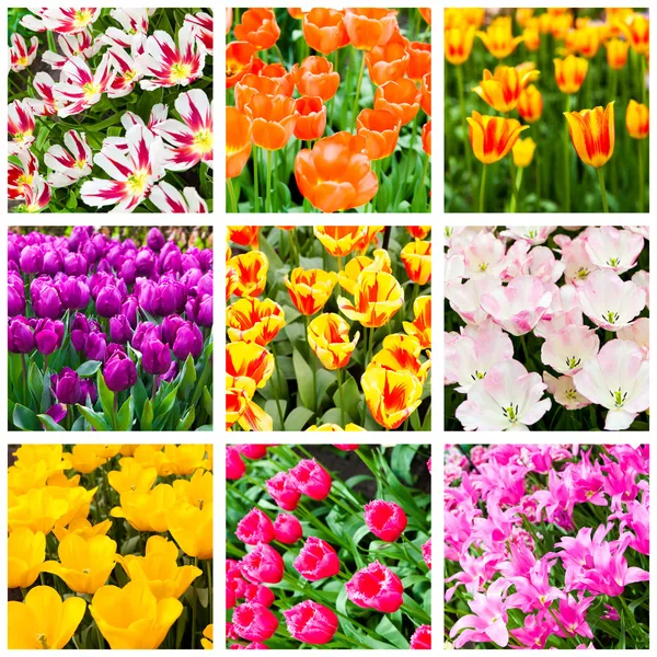 Tulips collage. Spring flowers — Stock Photo, Image