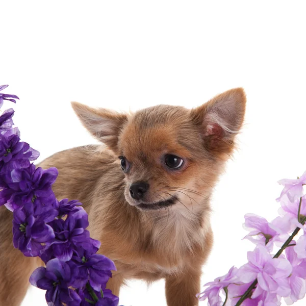 Anjing chihuahua dengan bunga di latar belakang putih . — Stok Foto