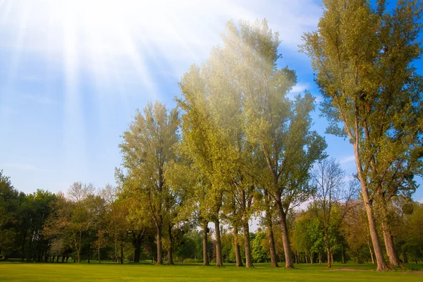 Green field and trees — Stock Photo, Image