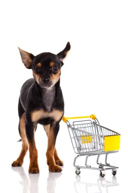 alışveriş sepeti ile chihuahua köpek
