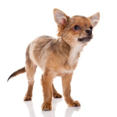 Beyaz arka planda Chihuahua köpeği.