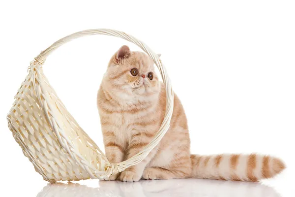 Exotic shorthair cat. Adorable kitten with basket on white back — Stock Photo, Image