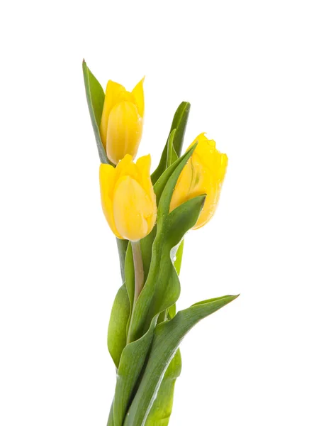 Tulipa amarela isolada sobre branco — Fotografia de Stock