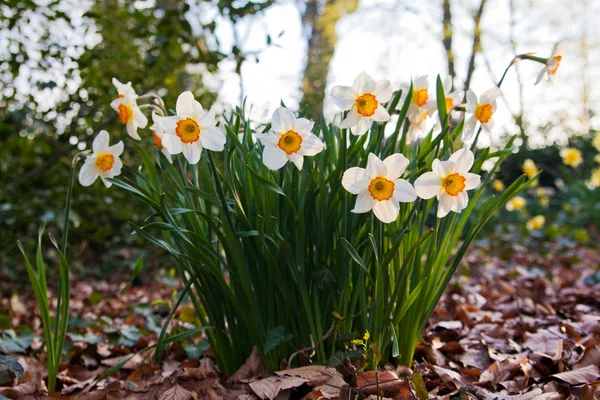 Narcissus flowers. — Stock Photo, Image