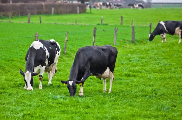 Vacas en el prado con hierba verde. Terneros pastoreadores —  Fotos de Stock