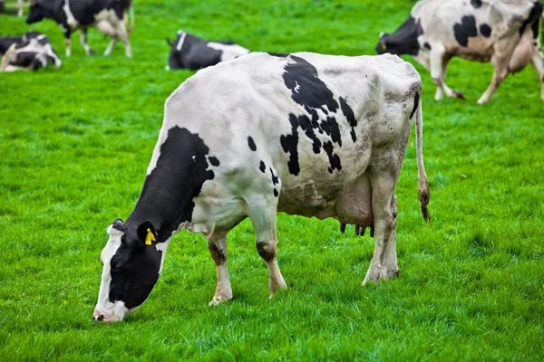 Kühe auf der Weide — Stockfoto