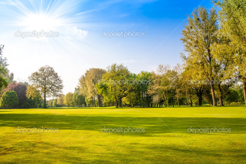 green field and trees. Summer landscape with green gras