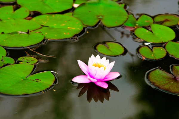 Pink water lily — Stock Photo, Image