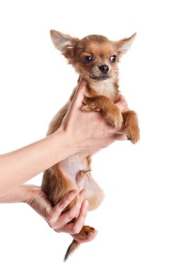 Chihuahua, 5 aylık. Beyaz backgr izole chihuahua köpek