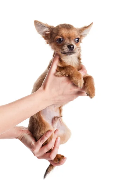 Chihuahua, 5 månader gammal. Chihuahua hunden isolerade på vit bakgrunds — Stockfoto