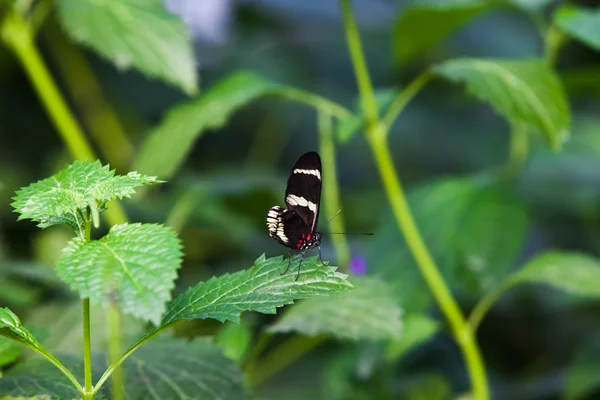 Der Schmetterling. ein schöner Schmetterling sitzt im Baum — Stockfoto