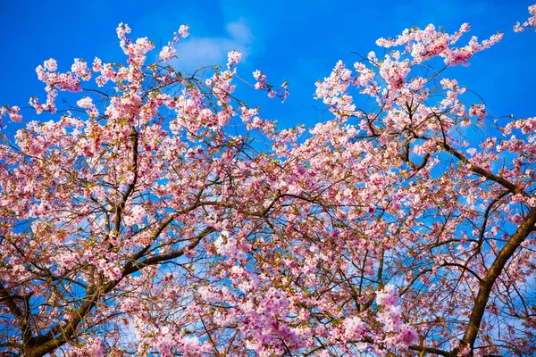 Λουλούδια Sakura ανθίζουν. Όμορφο ροζ άνθος κερασιάς — Φωτογραφία Αρχείου