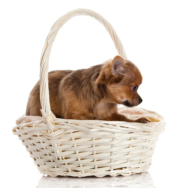 Chihuahua dans le panier. — Photo