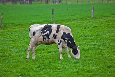 çayır üzerinde ineklerin