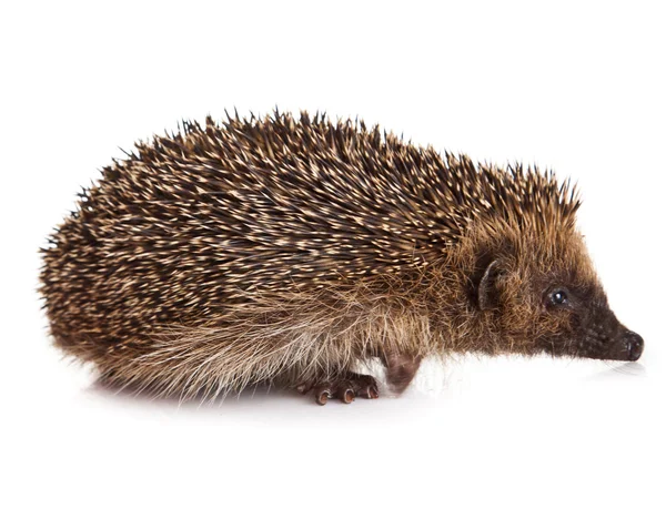 Hedgehog isolated. — Stock Photo, Image